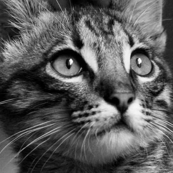 Meet your Posher, Clarice - Picture 1 of 1